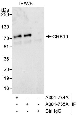 GRB10 Rabbit anti-Human, Polyclonal, Bethyl Laboratories 10 &mu;L; Unconjugated:Antibodies,