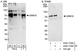 GRB10 Rabbit anti-Human, Polyclonal, Bethyl Laboratories 100 &mu;L; Unconjugated:Antibodies,