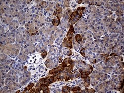 GRB10 Monoclonal Antibody (OTI5A6), TrueMAB , OriGene:Antibodies:Primary