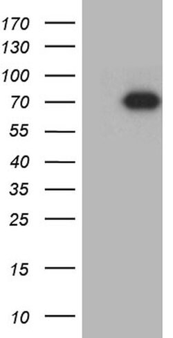 GRB10 Monoclonal Antibody (OTI6G1), TrueMAB , OriGene 100 &mu;L; Unconjugated:Antibodies,