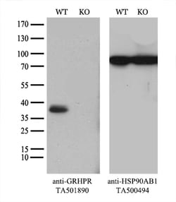 GRHPR Monoclonal Antibody (OTI4B6), TrueMAB , OriGene:Antibodies:Primary