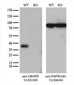 GRHPR Monoclonal Antibody (OTI4B6), TrueMAB , OriGene 100 &mu;L; Unconjugated:Antibodies,