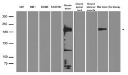 GRIN2A Rabbit anti-Human, Mouse, Rat, Polyclonal, liquid, OriGene 100 &mu;L;
