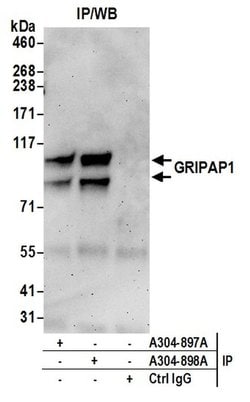 GRIPAP1/GRASP-1 Rabbit anti-Human, Polyclonal, Bethyl Laboratories 100