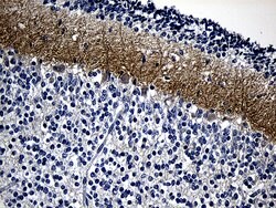 GRM4 Mouse anti-Human, Clone: OTI6D1, TrueMAB , Origene 30 &mu;L; Unconjugated:Antibodies,