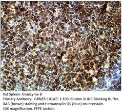 Granzyme B Rabbit anti-Human, Non-human Primate, Rat, Polyclonal, FabGennix 200 &mu;L | Buy Online | Fabgennix Inc | Fisher Scientific