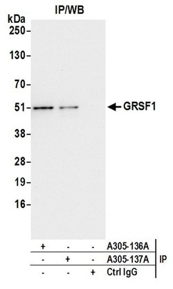 GRSF1 Rabbit anti-Human, Polyclonal, Bethyl Laboratories 100 &mu;L; Unconjugated:Antibodies,