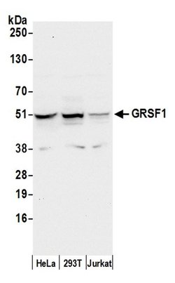 GRSF1 Rabbit anti-Human, Polyclonal, Bethyl Laboratories 100 &mu;L; Unconjugated:Antibodies,