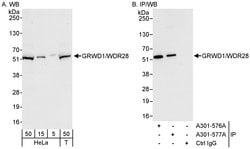 GRWD1/WDR28 Rabbit anti-Human, Polyclonal, Bethyl Laboratories 100 &mu;L;