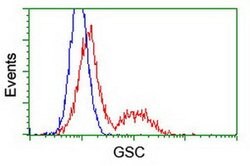 GSC Mouse anti-Human, Clone: OTI1D7, liquid, TrueMAB 100 &mu;L; Unconjugated:Antibodies,