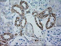 GSC Mouse anti-Human, Clone: OTI1D7, liquid, TrueMAB 100 &mu;L; Unconjugated:Antibodies,