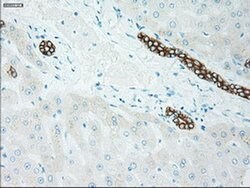 GSC Mouse anti-Human, Clone: OTI1D7, liquid, TrueMAB 100 &mu;L; Unconjugated:Antibodies,