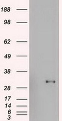 GSC Mouse anti-Human, Clone: OTI1D7, liquid, TrueMAB 100 &mu;L; Unconjugated:Antibodies,