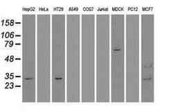 GSC Mouse anti-Human, Clone: OTI1D7, liquid, TrueMAB 100 &mu;L; Unconjugated:Antibodies,