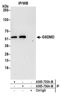 GSDMD Polyclonal Antibody, Bethyl Laboratories 20 &mu;l; Unlabeled:Antibodies,