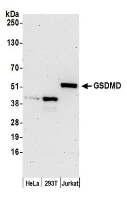 GSDMD Polyclonal Antibody, Bethyl Laboratories:Antibodies:Primary Antibodies