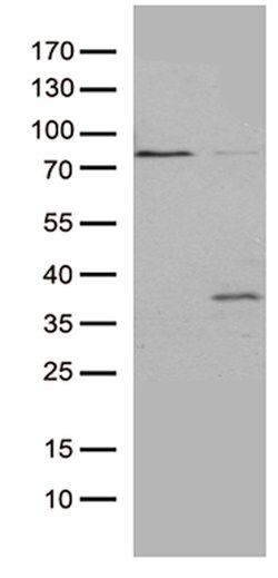 GSG1 Mouse anti-Human, Clone: OTI3E7, lyophilized, TrueMAB 100 &mu;g; Unconjugated:Antibodies,