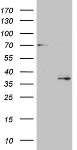 GSG1 Monoclonal Antibody (OTI1H9), TrueMAB , OriGene:Antibodies:Primary