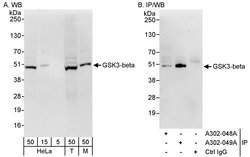 GSK3-beta Rabbit anti-Human, Mouse, Polyclonal, Bethyl Laboratories 100