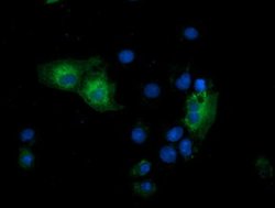 GSPT2 Mouse anti-Human, Clone: OTI2G9, liquid, TrueMAB 100 &mu;L; Unconjugated:Antibodies,