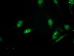 GSPT2 Mouse anti-Human, Clone: OTI2G9, liquid, TrueMAB 100 &mu;L; Unconjugated:Antibodies,