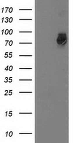 GSPT2 Mouse anti-Human, Clone: OTI2G9, liquid, TrueMAB 100 &mu;L; Unconjugated:Antibodies,