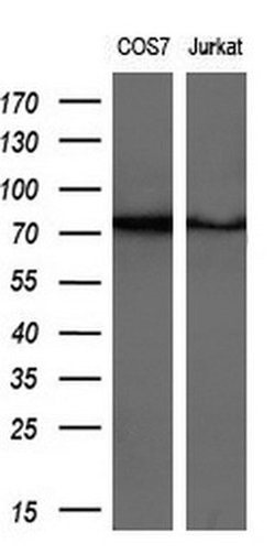GSPT2 Mouse anti-Human, Clone: OTI2G9, liquid, TrueMAB 100 &mu;L; Unconjugated:Antibodies,