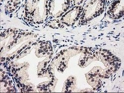 GSS Monoclonal Antibody (OTI1B8), TrueMAB , OriGene 30 &mu;L; Unconjugated:Antibodies,