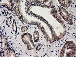 GSS Monoclonal Antibody (OTI1B8), TrueMAB , OriGene:Antibodies:Primary