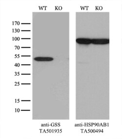 GSS Monoclonal Antibody (OTI2G3), TrueMAB , OriGene 30 &mu;L; Unconjugated:Antibodies,