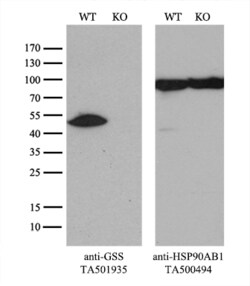 GSS Monoclonal Antibody (OTI2F2), TrueMAB , OriGene 30 &mu;L; Unconjugated:Antibodies,