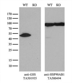 GSS Monoclonal Antibody (OTI2F2), TrueMAB , OriGene 30 &mu;L; Unconjugated:Antibodies,