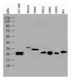 GST Mouse anti-Tag, Clone: OTI2A4, liquid, TrueMAB 100 &mu;L; Unconjugated:Antibodies,