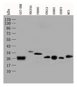 GST Mouse anti-Tag, Clone: OTI4G1, liquid, TrueMAB 100 &mu;L; Unconjugated:Antibodies,