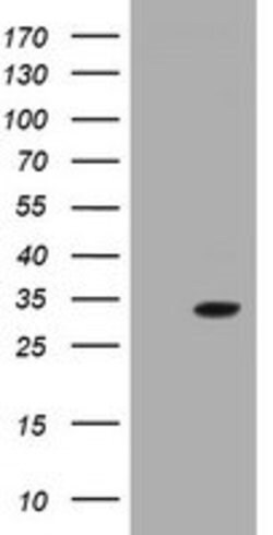 GSTO2 Mouse anti-Human, Clone: OTI5E7, lyophilized, TrueMAB 100 &mu;g;