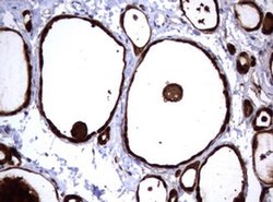 GSTP1 Monoclonal Antibody (OTI10H1), TrueMAB , OriGene:Antibodies:Primary