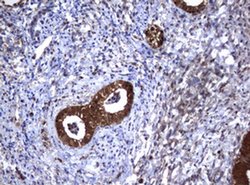 GSTP1 Monoclonal Antibody (OTI10H1), TrueMAB , OriGene 100 &mu;L; Unconjugated:Antibodies,
