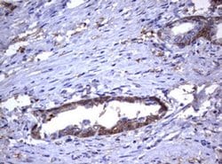GSTP1 Monoclonal Antibody (OTI10H1), TrueMAB , OriGene 100 &mu;L; Unconjugated:Antibodies,