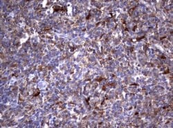 GSTP1 Monoclonal Antibody (OTI10H1), TrueMAB , OriGene 100 &mu;L; Unconjugated:Antibodies,