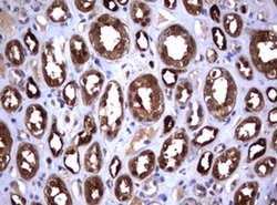 GSTP1 Monoclonal Antibody (OTI10H1), TrueMAB , OriGene:Antibodies:Primary