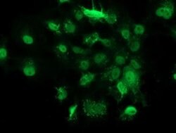 GSTT2 Monoclonal Antibody (OTI7A1), TrueMAB , OriGene 30 &mu;L; Unconjugated:Antibodies,
