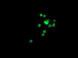 GSTT2 Mouse anti-Human, Clone: OTI6C4, lyophilized, TrueMAB 100 &mu;g;