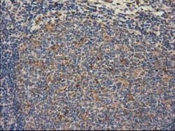 GSTT2 Mouse anti-Human, Clone: OTI6B7, lyophilized, TrueMAB 100 &mu;g;