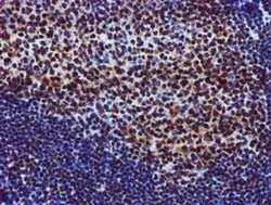 GSTT2 Monoclonal Antibody (OTI3B6), TrueMAB , OriGene 100 &mu;L; Unconjugated:Antibodies,
