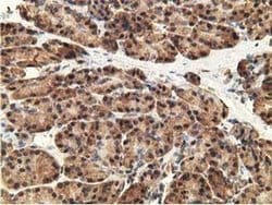 GSTT2 Monoclonal Antibody (OTI7A12), TrueMAB , OriGene 100 &mu;L; Unconjugated:Antibodies,