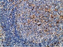 GSTT2 Monoclonal Antibody (OTI7A12), TrueMAB , OriGene 100 &mu;L; Unconjugated:Antibodies,