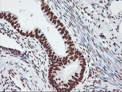 GSTT2 Mouse anti-Human, Clone: OTI6C4, lyophilized, TrueMAB 100 &mu;g;