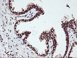 GSTT2 Mouse anti-Human, Clone: OTI6C4, lyophilized, TrueMAB 100 &mu;g;