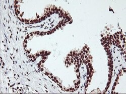 GSTT2 Monoclonal Antibody (OTI6C4), TrueMAB , OriGene 30 &mu;L; Unconjugated:Antibodies,