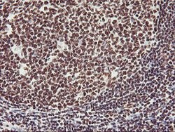 GSTT2 Monoclonal Antibody (OTI6C4), TrueMAB , OriGene 30 &mu;L; Unconjugated:Antibodies,